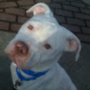 Meet your Posher, Thomas